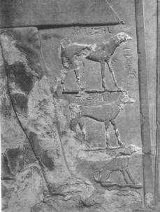 Anjotef II, Antef II, Intef II